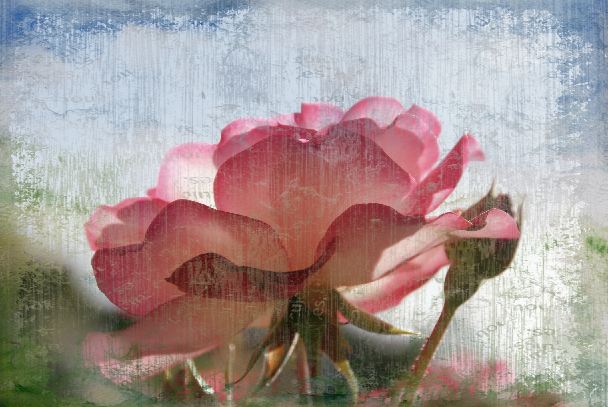 Image result for roses art